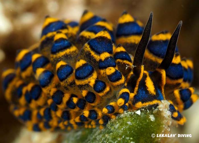 planarians of Nosy Be Madagascar